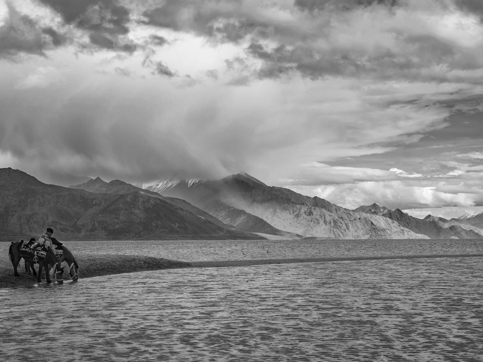 horses ladakh
