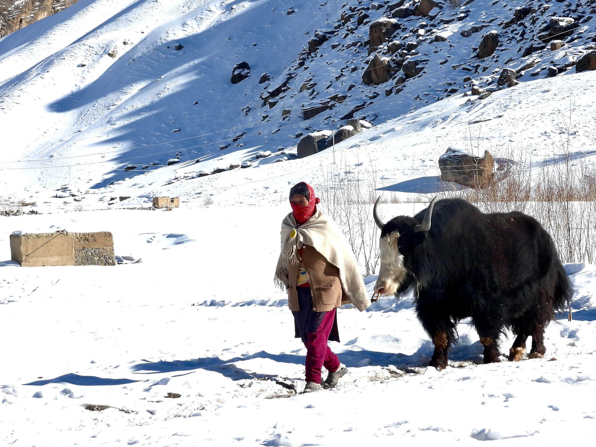 yak, local woman, winter spiti